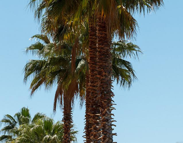 Washingtonia palm tree