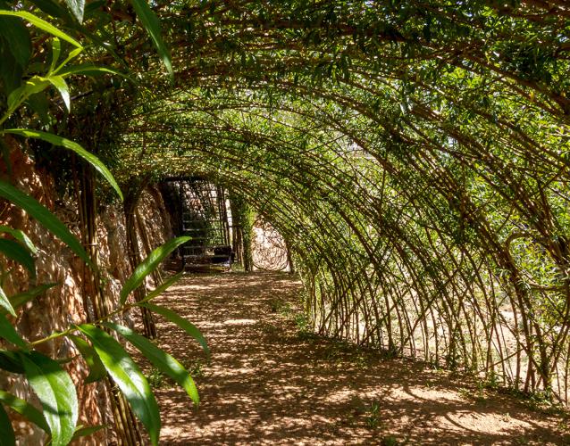 inside living willow tunnel