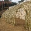  living willow structures 